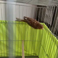 قناری نر مست مست بخونه بخون