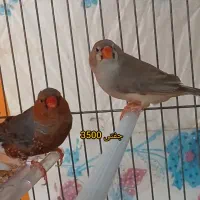 گلدین بنگالی نرگسی.کینگ.کرواتی.الماسی
