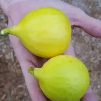 تولید و عرضه انواع انجیر دیم|خدمات باغبانی و درختکاری|یاسوج, |دیوار