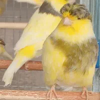 قناری جوان ۱ساله *نر* ماده *