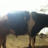 گاو نر|حیوانات مزرعه|بیرانوند, |دیوار