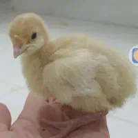 فروش عمده بوقلمون بیوتی و جوجه های گوشتی و تخمگذار