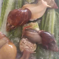 خاویار حلزون