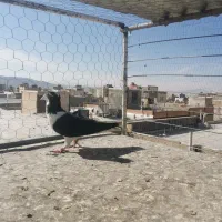 رنگی پرشی|پرنده|شیروان (خراسان), |دیوار