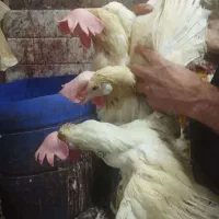 مرغ و خروس|حیوانات مزرعه|قم, دروازه ری|دیوار