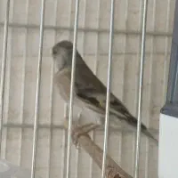 سهره قناری نر