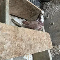 کفتر کبوتر|پرنده|قشم, |دیوار