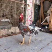 مرغ و خروس لاری