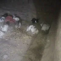 خرگوش|موش و خرگوش|زابل, |دیوار