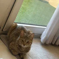 واگذاری گربه