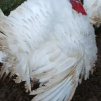 بوقلمون و اردک اسرائیلی و قاز ارگانیک