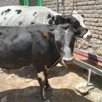 گوساله نر10ماهه