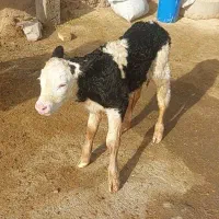 گوساله نر سیمینتال پاندا