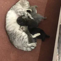 گربه بیریتیش|گربه|پردیس, فاز ۳|دیوار