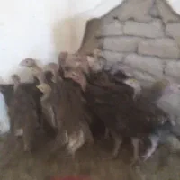 جوجه بوقلمون برنز انگلیس