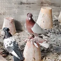 کبوتر ترک صدا کن وگوگ