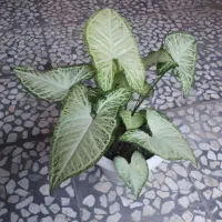 سینگونیوم ابلق|گل و گیاه طبیعی|رشت, پل تالشان|دیوار