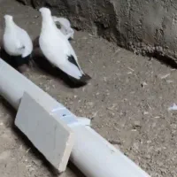 جفت دم سیاه