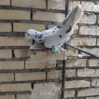 پرنده|پرنده|شوشتر, |دیوار