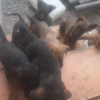 واگذاری سگ ژرمن
