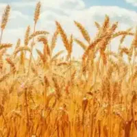 سلام خدمت کشاورزان عزیز فروش گندم  بذری