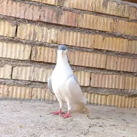 چپ سبز شقه نر مست دست اولی به شرط...