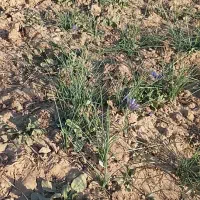 تیپ بارانی زعفران وشیرفلکه بازوبست سالم