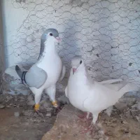 کبوتر یا کفتر