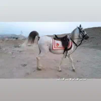 فروش همه نژاد اسب ب قیمت|اسب و تجهیزات اسبسواری|بندرعباس, |دیوار