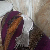 عروس هلندی