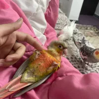 طوطی گرینچیک با قفس