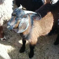 بزغاله نر و نربز|حیوانات مزرعه|فردوس (خراسان), |دیوار