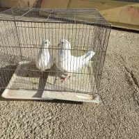 فروش کبوتر|پرنده|دهق, |دیوار