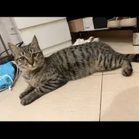 گربه خونگی|گربه|کرج, فاز ۴ مهرشهر|دیوار