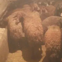 بره نر چاق|حیوانات مزرعه|مهربان, |دیوار