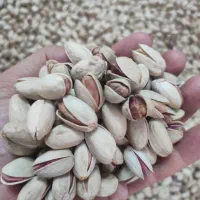 فروش پسته تازه خشک خندان|خوردنی و آشامیدنی|تهران, امیر بهادر|دیوار