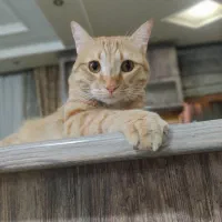 واگذاری گربه dsh