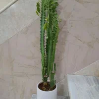 افوربیا قرمز و سبز سرحاال