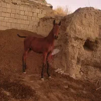 کره مادیان قره کهر شش ماه نوه سیوان فیضی بوکان|اسب و تجهیزات اسبسواری|بناب, |دیوار