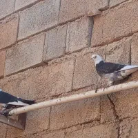 کبوتر های زینتی درجه یک اندیکا