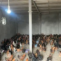 مرغ وجوجه محلی