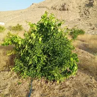 باغچه-600-متری-لطیف-آباد-با-درخت