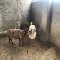 ۲ بره و دوتا میش لاغر|حیوانات مزرعه|گرگان, |دیوار