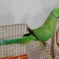 طوطی ملنگو اهلی