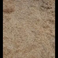 کاه گندم