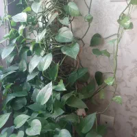 گل پتوس|گل و گیاه طبیعی|محمدیه-قزوین, |دیوار