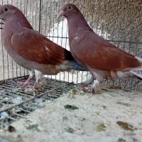 کفتر جوجه قرمزی سرخ کناره خیس پرشی بوم ندیده|پرنده|تهران, یاخجی آباد|دیوار