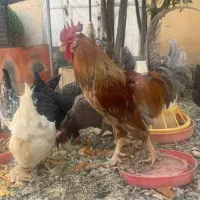 مرغ تخم گذار