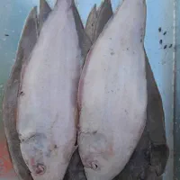 صیدروز و تازه|ماهی|شیراز, آزادگان|دیوار