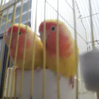 جفت مولد برزیلی|پرنده|قرچک, زیبا شهر|دیوار